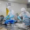 Transformation des produits aquatiques pour l’exportation chez la SARL des produits aquatiques, dans la ville de Vung Tàu (Sud). Photo : VNA