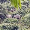 Des éléphants sauvages dans leur habitat dans la province de Quang Nam. Photo: VNA