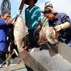 Pêcheurs dans la province méridionale de Kiên Giang. Photo : VNA