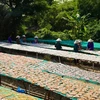 Des femmes du village de Phu Tho manipulant des poissons séchés sur des étagères de séchage. Photo: VNA