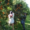 Australian oranges, tangerines and grapes will be allowed to re-enter Vietnam on August 1 (Photo: foodprocessing.com.au)