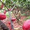  Cocoa farmers say things could be better