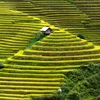  Mu Cang Chai: astonishing destination for tourism 