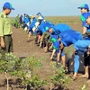 Forest planting for coastal protection in southern Soc Trang province. (Photo: VNA)