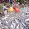 Mekong Delta to boost tra fish production, consumption