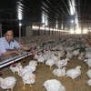 Vietnamese poultry sector seeks export