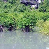 Mangrove forest. (Photo: Citinews)