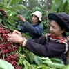 Technology boosts coffee sector growth
