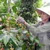 Domestic coffee sector faces foreign pressure in Dong Nai 