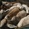 Indonesia to resume cattle import from Australia 