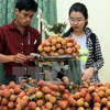 Bac Giang earns trillions of dong from lychee