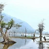 Morning dew, floating trees instil a sense of calm at Noong Lake