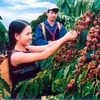 Insurance for coffee trees against natural calamities