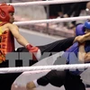 Vietnam-RoK Professional Boxing Tournament to open in October 