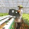 Japanese firm to develop organic vegetable project in Ha Nam