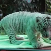  White tiger cubs on show to public