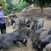  Binh Dinh spends big on animal breeding