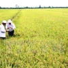 Vietnam’s agricultural achievements significant: FAO representative