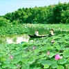 Floating in paradise of lotus