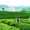 Thai Nguyen tea producers focus on domestic market 