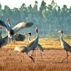 Bird sanctuary in Mekong Delta recognised as national heritage site