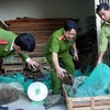 Vietnam, African nations target wildlife trade
