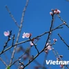 Early peach blossoms in Y Ty