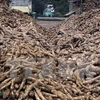 Cassava exports set to earn 1.5 bln USD this year