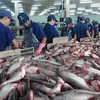 Tra fish export to China enjoys strong growth 
