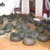 Pangolin threatened with extinction