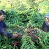 Agro-fishery-forestry exports may meet yearly target 