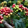 Vietnam’s coffee industry loses global market share 