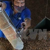 Dak Lak: Coffee output continues dropping