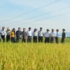 Japan, Vietnam develop new rice resistant to disease, bugs