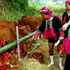 Binh Phuoc gives breeding cows to ethnic minority households