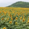 Sunflowers brighten up the lives of Vietnamese youths 