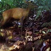 Rare animals found in Pu Hu Nature Reserve