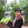 Khoai Chau banana receives collective brand recognition 