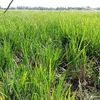 Thousands of hectares of rice face saline intrusion 