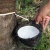 Thailand buys rubber from growers amid price slump