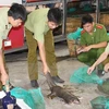 ENV declares war on pangolin crime 