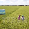 Ca Mau expands large-scale fields 