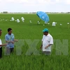 Global sustainable rice production criteria applied in Vietnam