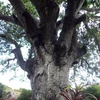 Ancient banyan in Binh Dinh named Heritage Tree 