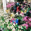 Hanoi’s Quang An flower market busier ahead of Tet 