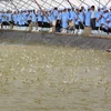Binh Dinh to develop high-tech shrimp farming 