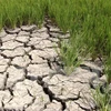 MARD gives financial support to drought, salinity recovery 