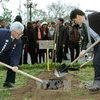 Hanoi grows more Japan-presented cherries 