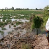 Mekong Delta provinces tackle saltwater intrusion 