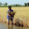 New saline-resistant rice varieties developed for Mekong Delta